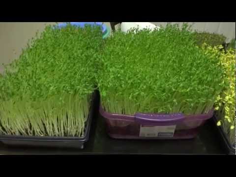 how to grow broccoli sprouts