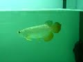 Arovillage Asian Arowanas