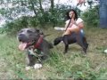 Voodoo & Staffy puppies