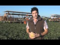 Do You Know How Your Cantaloupes Are Harvested? 