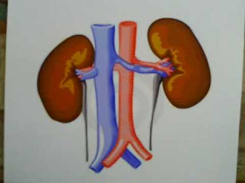 how to help kidneys function better