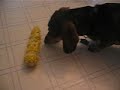 Corn Dog