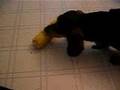 Corn Dog