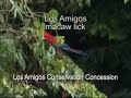 Los Amigos Wildlife - Amazon Conservation Association