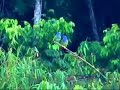 Los Amigos Wildlife - Amazon Conservation Association