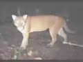 Los Amigos Wildlife - Amazon Conservation Association