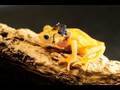 See a huge toad rescue operation!