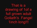 Goliath Bird Eater Tarantula Slideshow 2 - Golia!!!!!!!!!