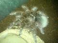 Goliath Bird Eater Tarantula Slideshow 2 - Golia!!!!!!!!!