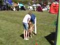 Luna på hund utställning i Nybro 2008-05-10