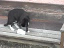 playful kitty playful kitty