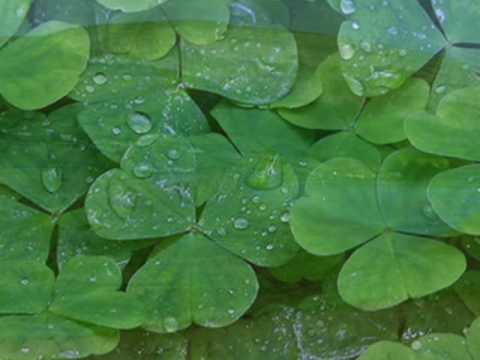 Rich Mullins - The Color Green