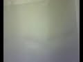 Tonga (Yellow-Naped Amazon) sings in the shower