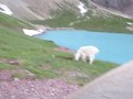 Bear grylls impression