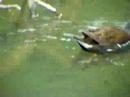 Moorhen Feeding Moorhen Feeding