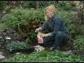 Osmocote Gardening Tip 14 Using Annuals to Add Color Osmocote Gardening Tip 14 Using Annuals to Add Color