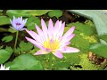 Shanti Mantra - Om Shanti