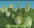 a beautiful 3d vedio for babytv