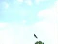 Aguila Real Aguila Real