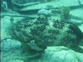 Dive City of Washington wreck, Key Largo