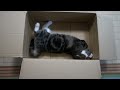 キャットニップボールとねこ。-catnip Ball And Maru.