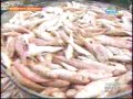Reporters Notebook Sea Horse ulat ni Maki Pulido 2 of 2