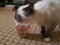 Minime in action (1) - love cake