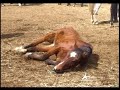 Investigation on horse-slaughter in USA-Mexico Part 2