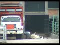 Investigation on horse-slaughter in USA-Mexico Part 2 Investigation on horse-slaughter in USA-Mexico Part 2