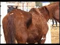 Investigation on horse-slaughter in USA-Mexico Part 2