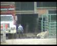 Investigation on horse-slaughter in USA-Mexico Part 2