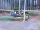 Cats messing about in the garden lol