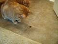default On The Trail Of The Cockroach