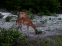 Deerrrs. Deerrrs.