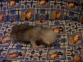 Burmilla Kitten 2 weeks old Burmilla Kitten 2 weeks old