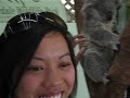 Koala tickle