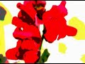 Guarda video
