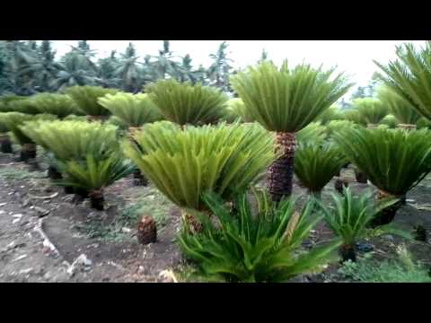 how to transplant cycas revoluta