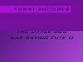 Funny pics