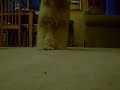 Winston the Wheaten Hopping! Winston the Wheaten Hopping!