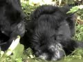 Mountain Gorillas relax in the forest