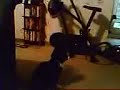 Katzen-Schwindel ...round and round and round...