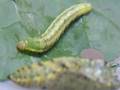 videos de Caterpillar Picks Up Excreta And Contacts Pupa