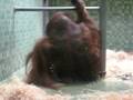 orangutan at the berlin zoo