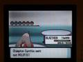 Pokemon Diamond Champion Blaziken Lv 100