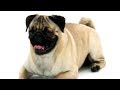 Pug