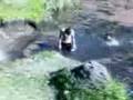 videos de el chino y manuel saltan de un puente