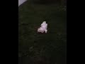 Rocky eating grass