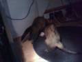 Dooking-Under-Desk