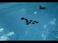 Ducklings in pool